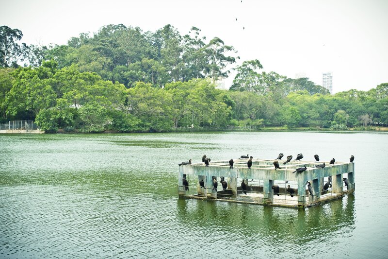 Birds on Floating Structure