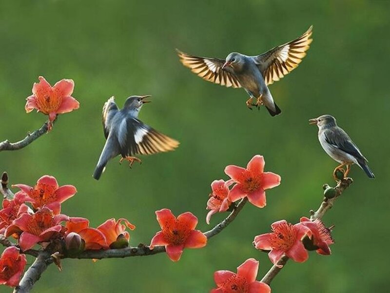 Birds on Flowering Branch — Green, Natural