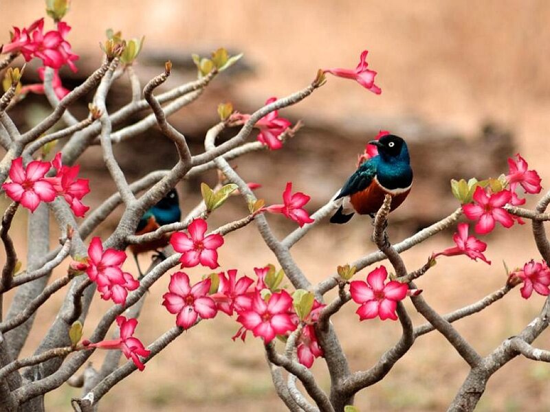 Birds on flowering branches