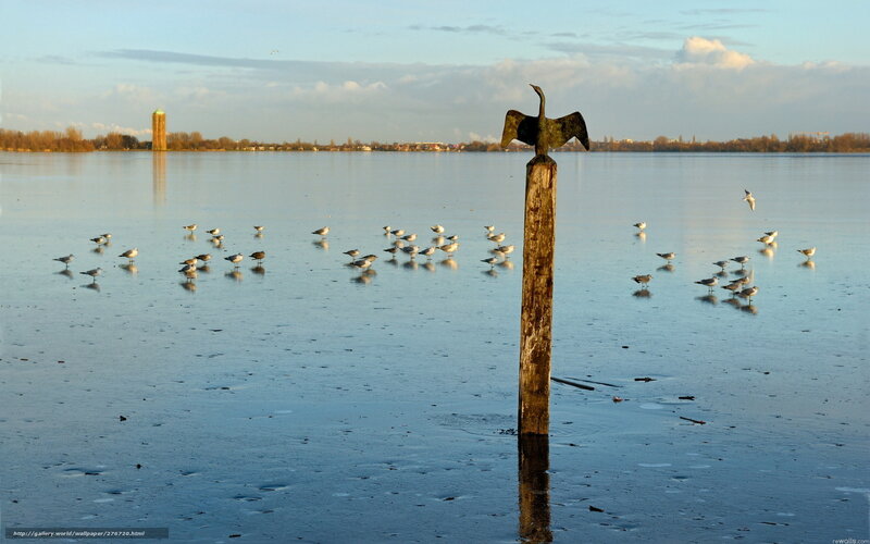 Birds on frozen lake with sculpture