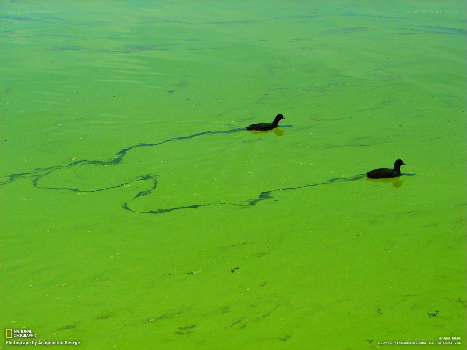 Birds on green water