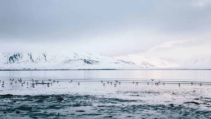 Birds on Icy Shore