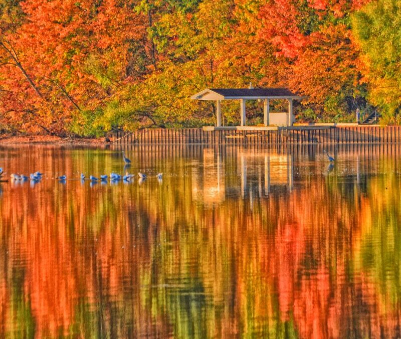 Birds on Lake