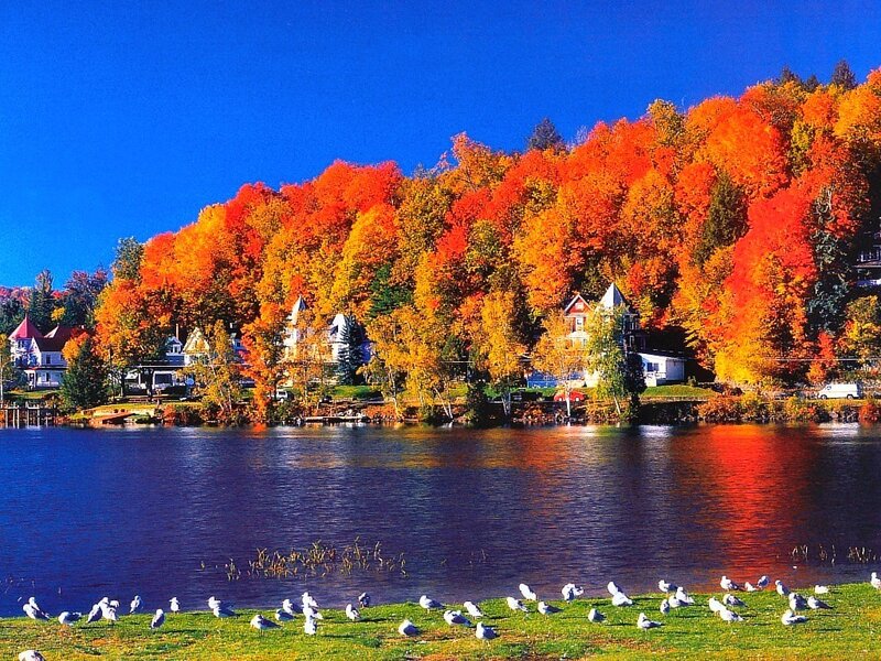 Birds on Lakeshore
