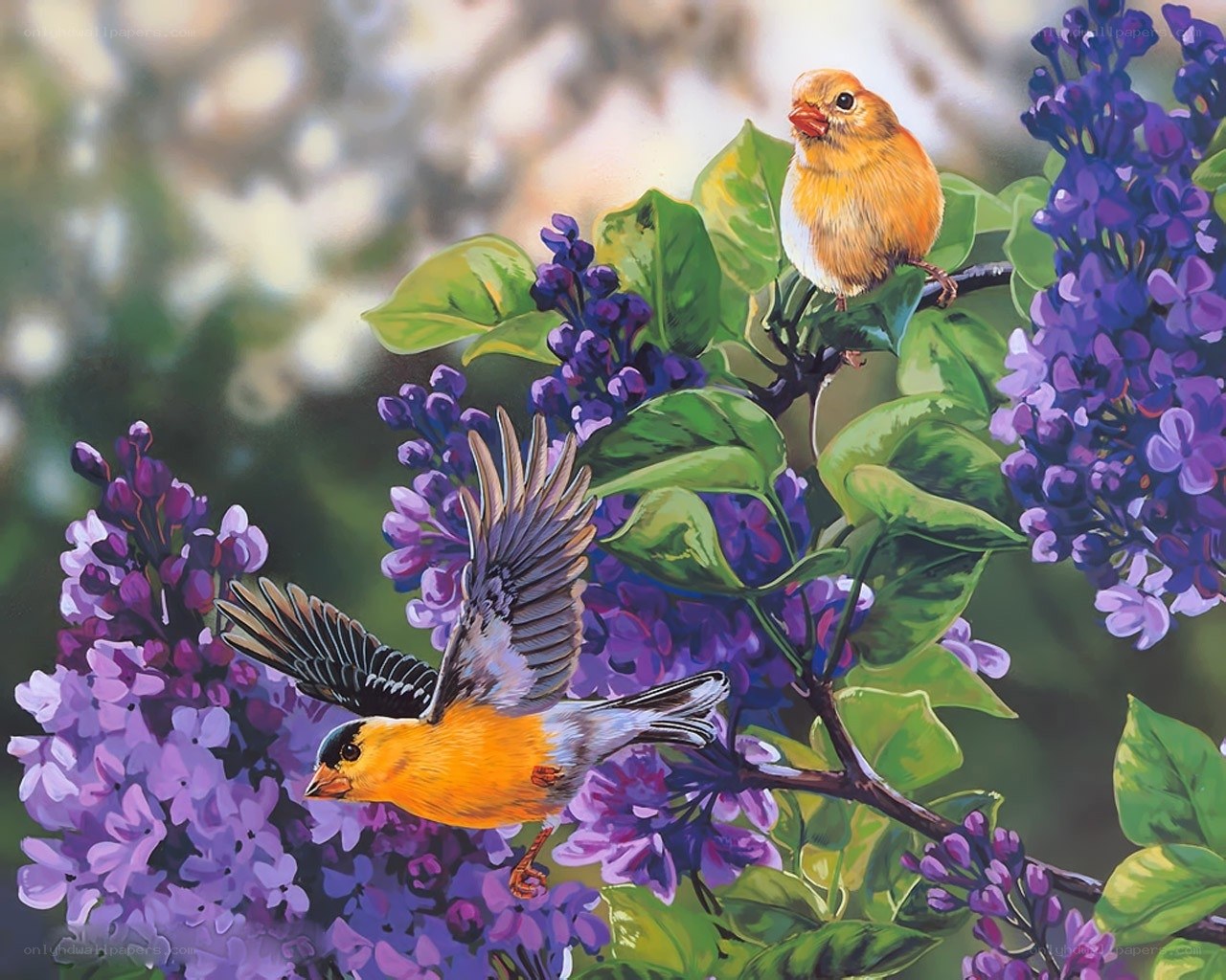 Birds on lilac branches