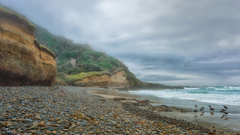 Birds on Pebble Beach