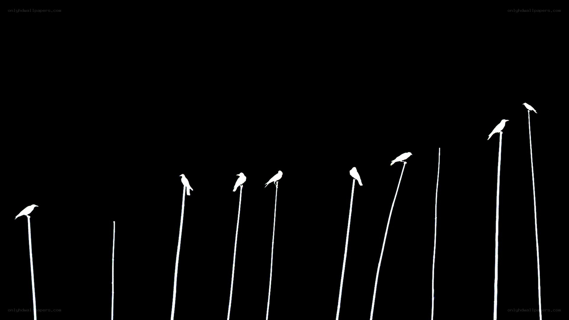 Birds on poles silhouette