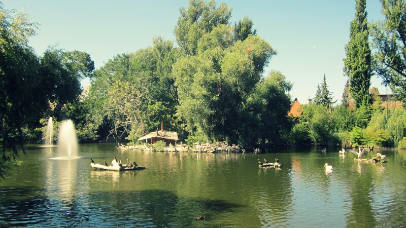Birds on Pond with Fountain