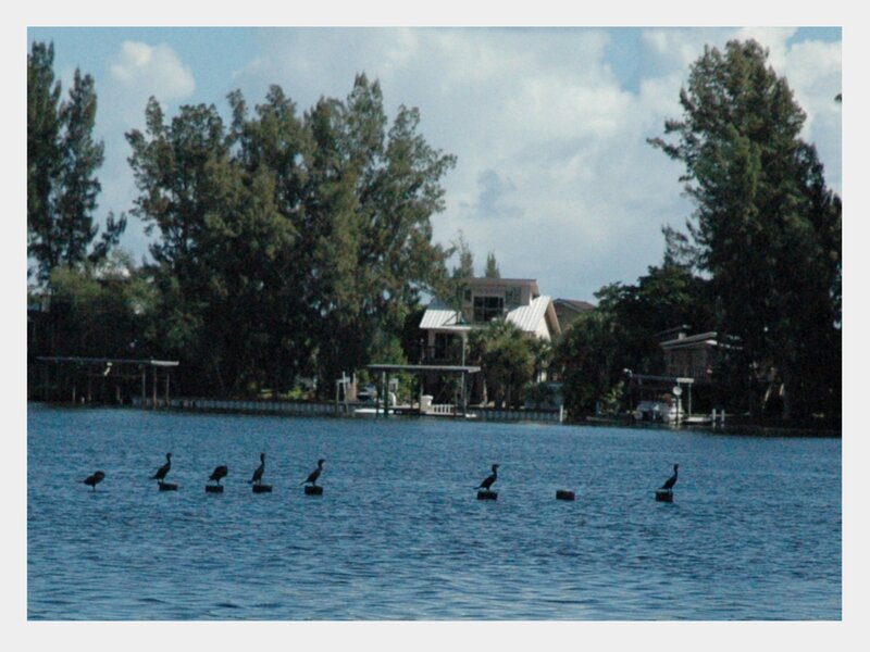 birds on posts in a lake