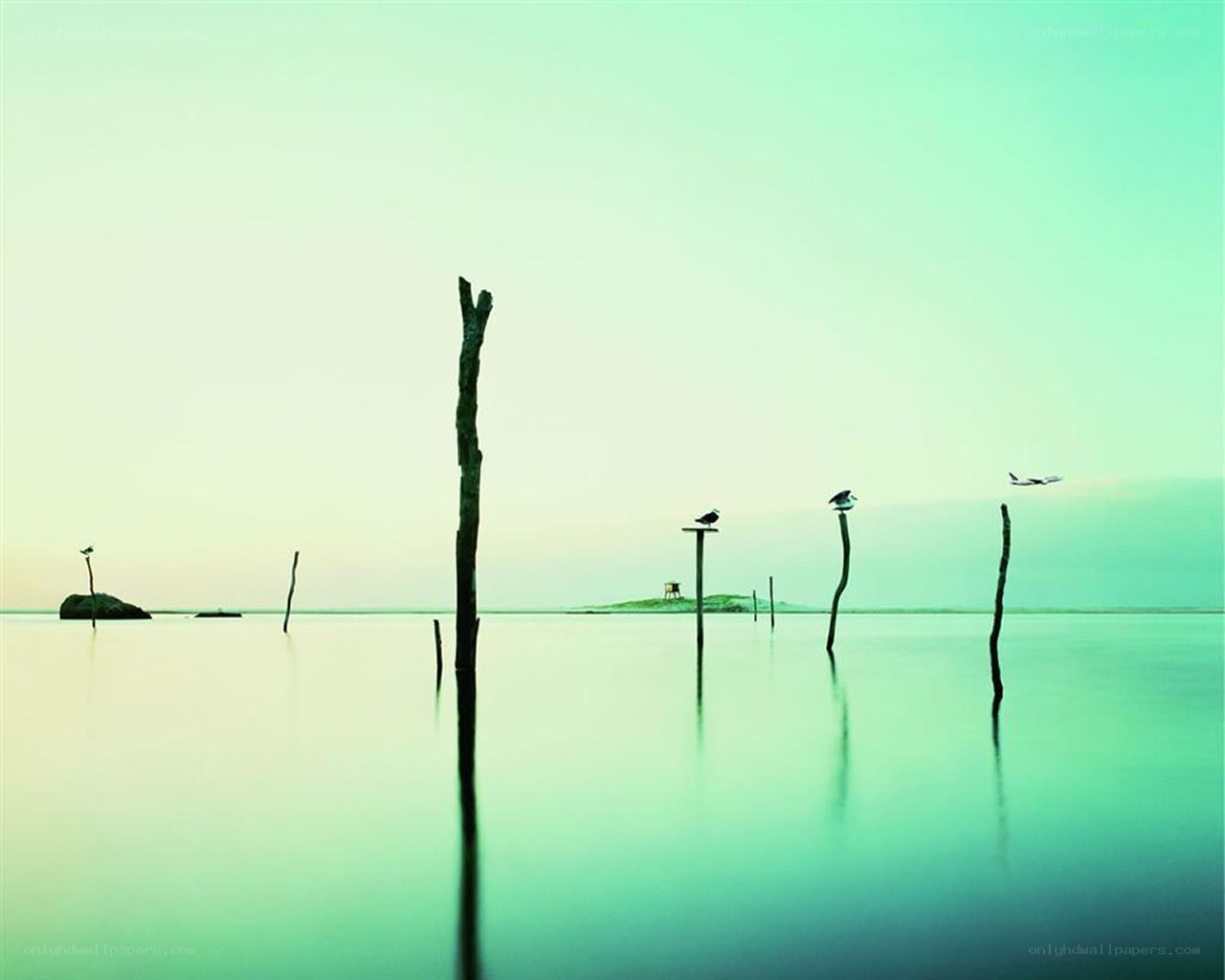 Birds on posts in calm water