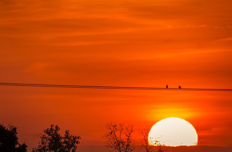 Birds on Power Line