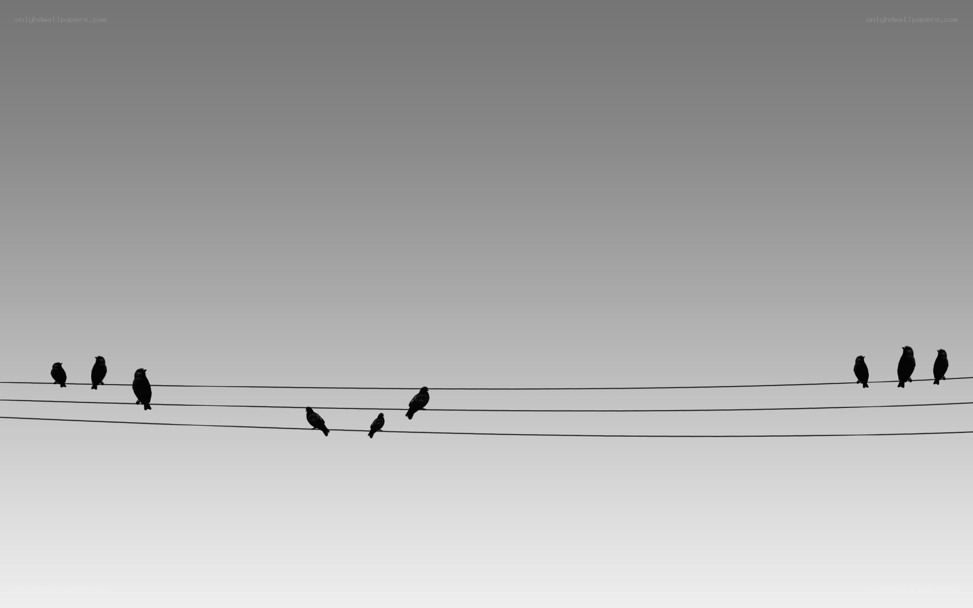 birds on power lines