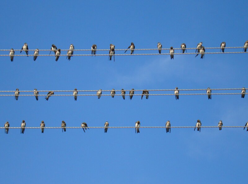 Birds on power lines