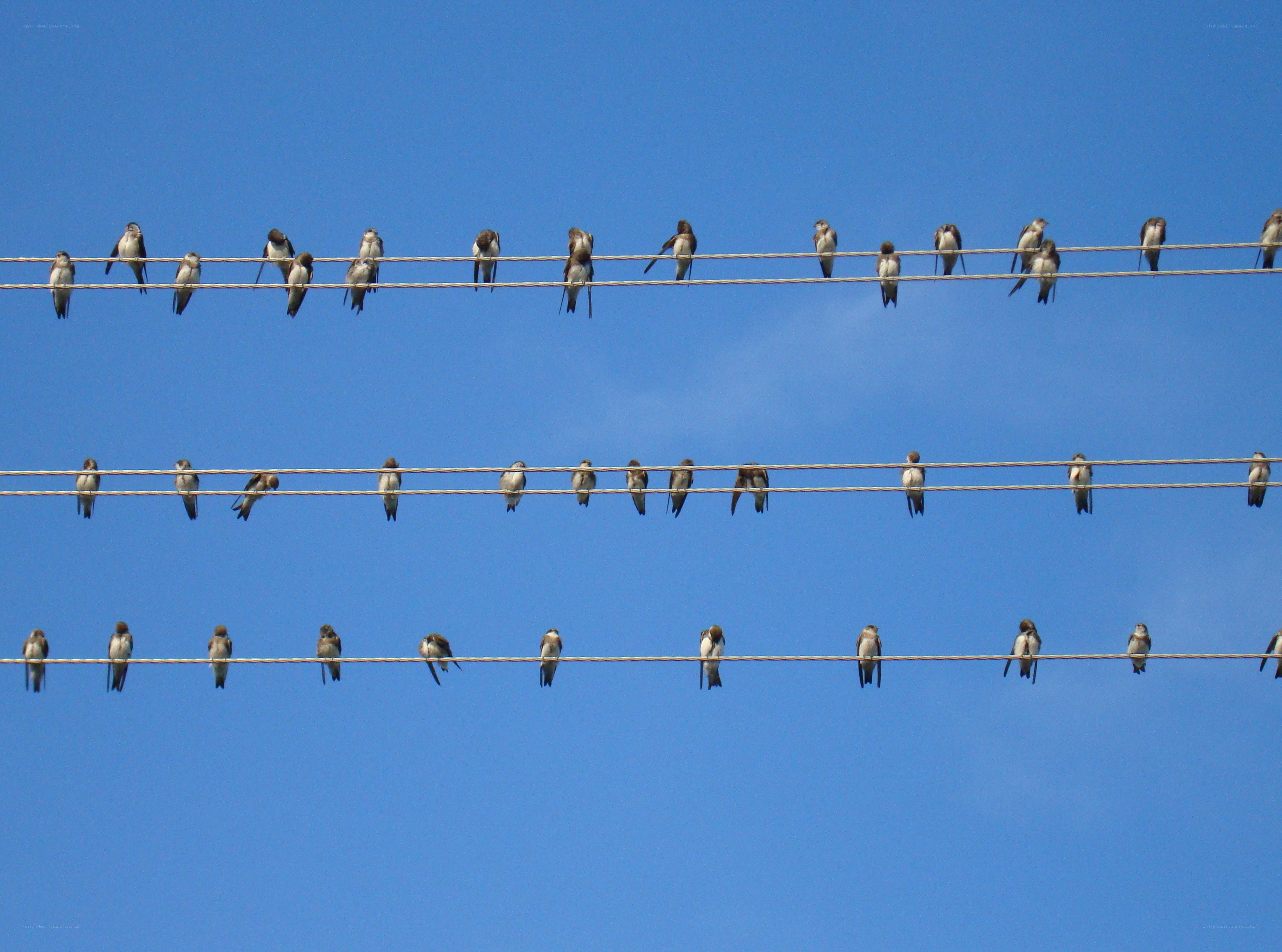 Birds on power lines