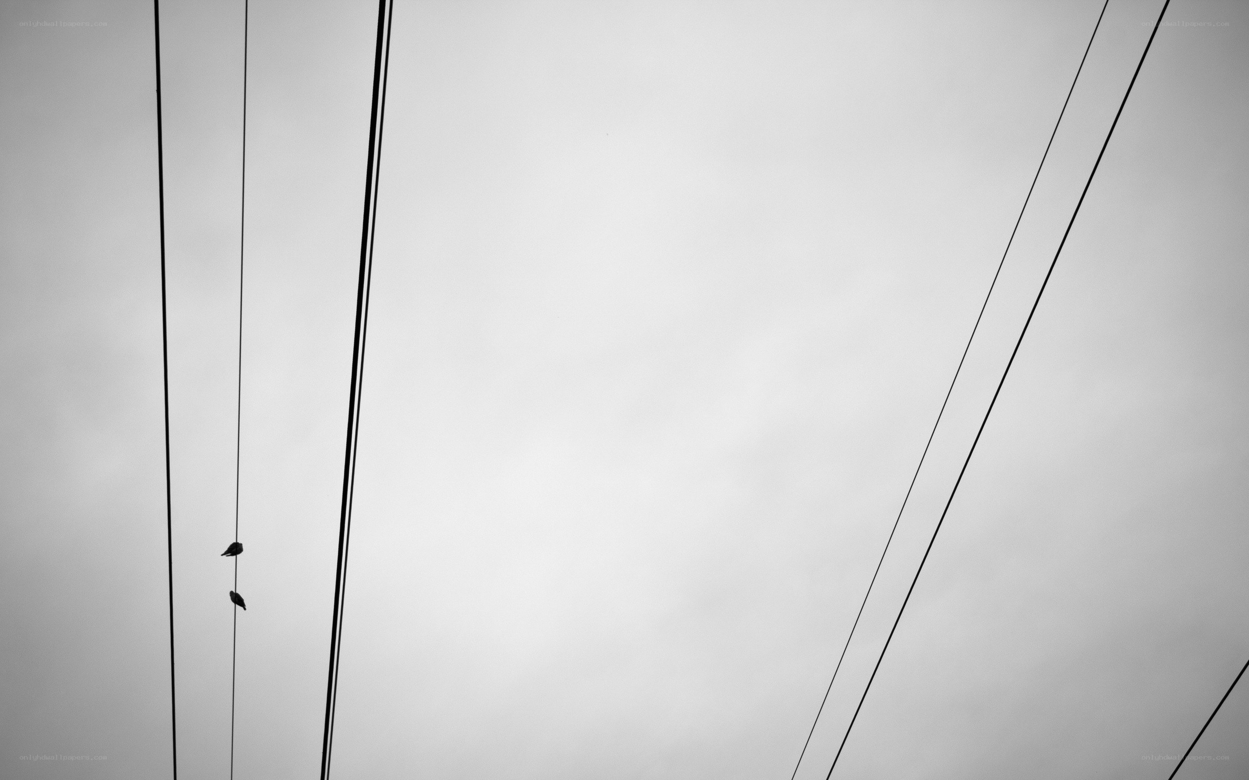 Birds on power lines