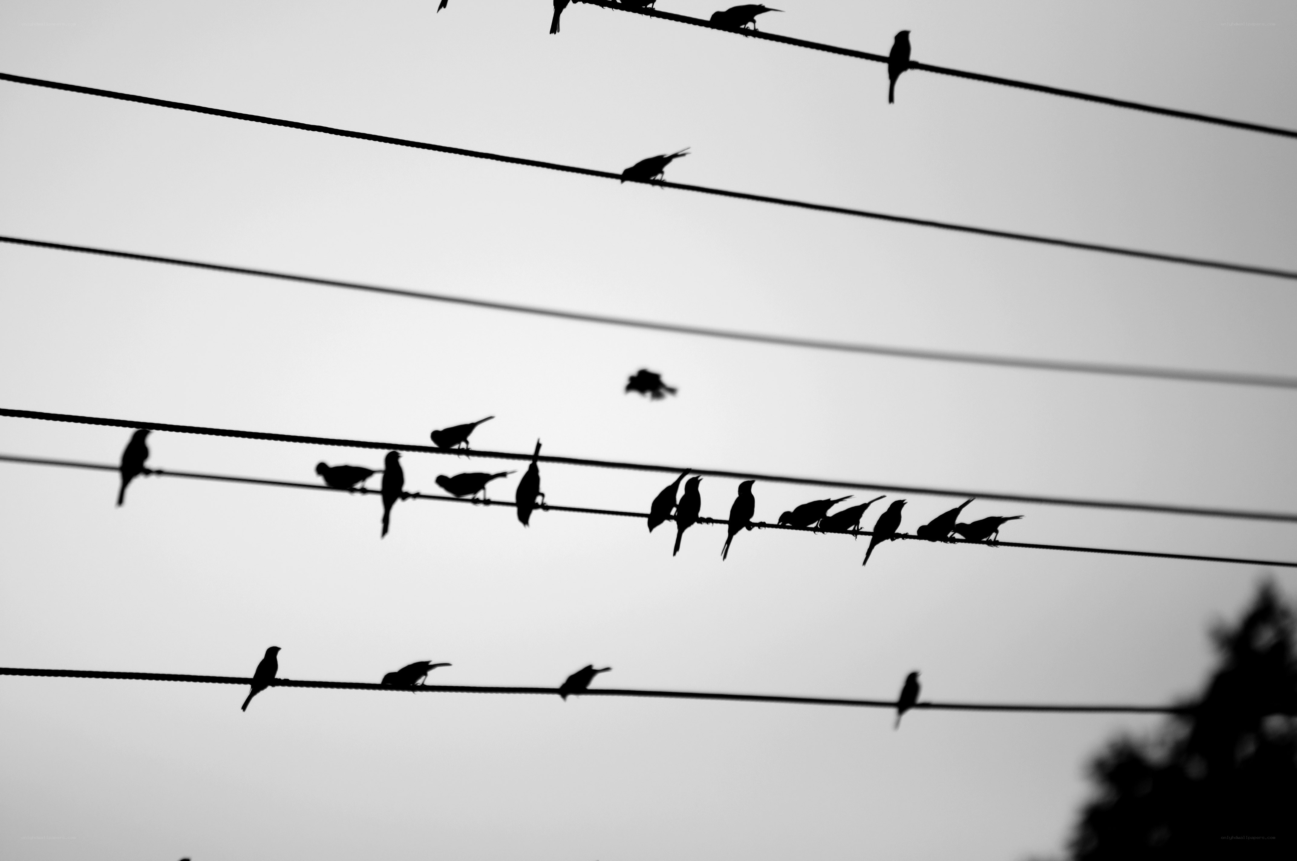Birds on power lines