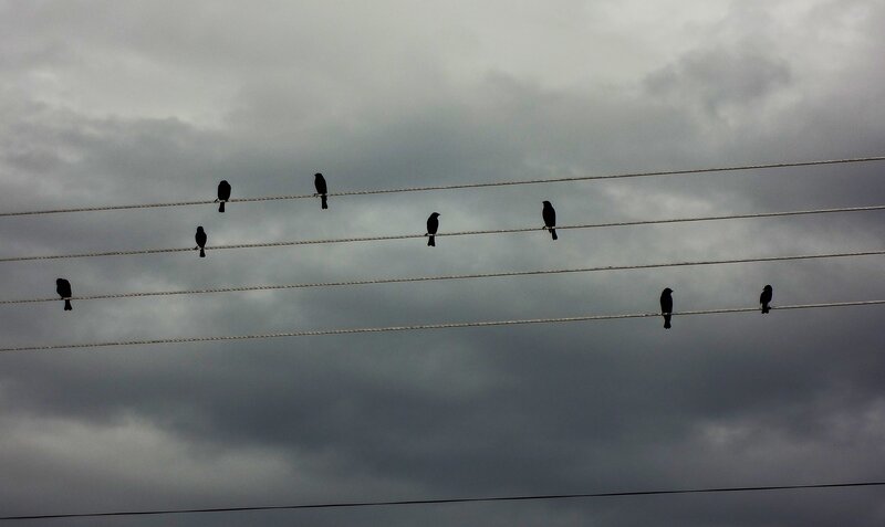 Birds on power lines
