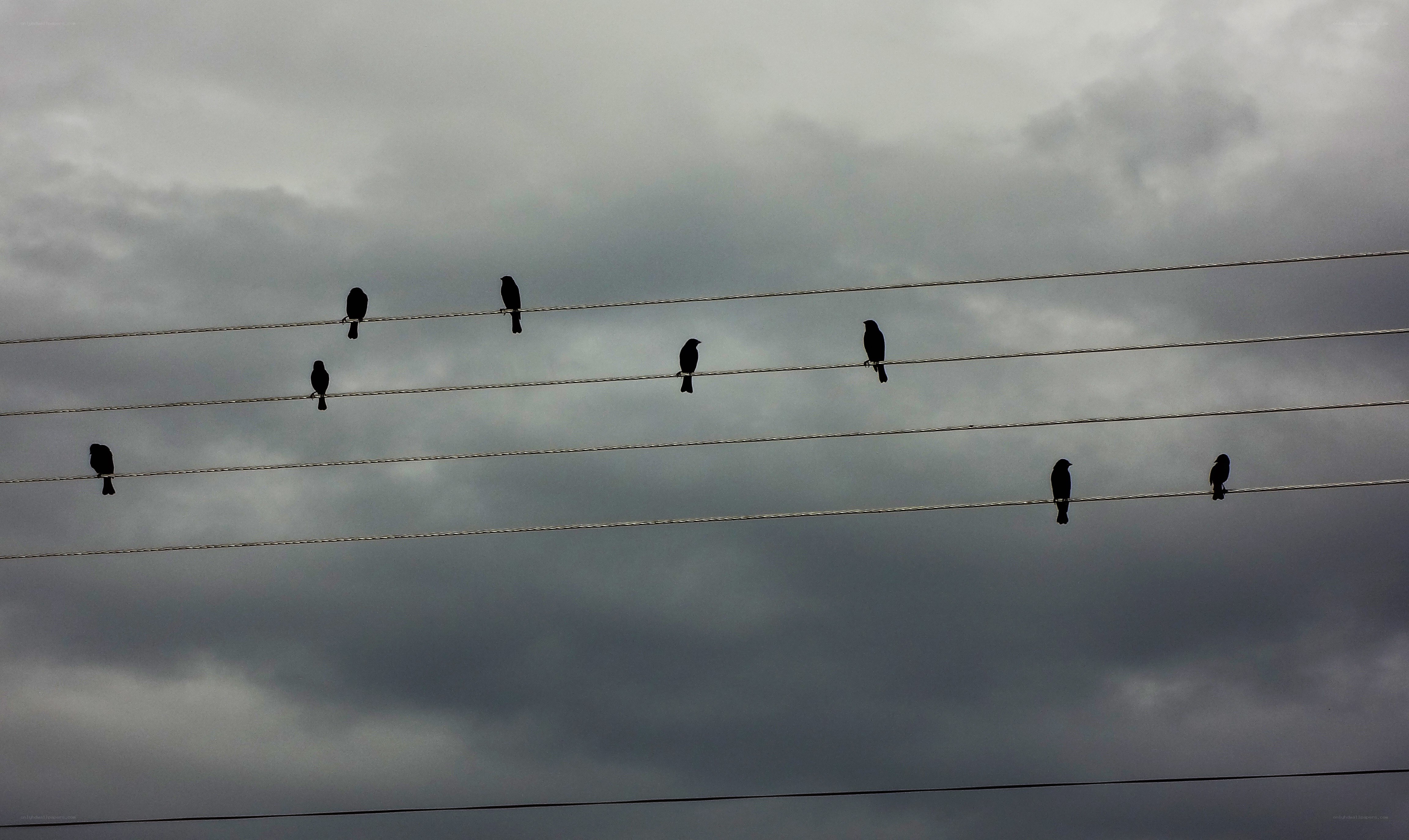 Birds on power lines