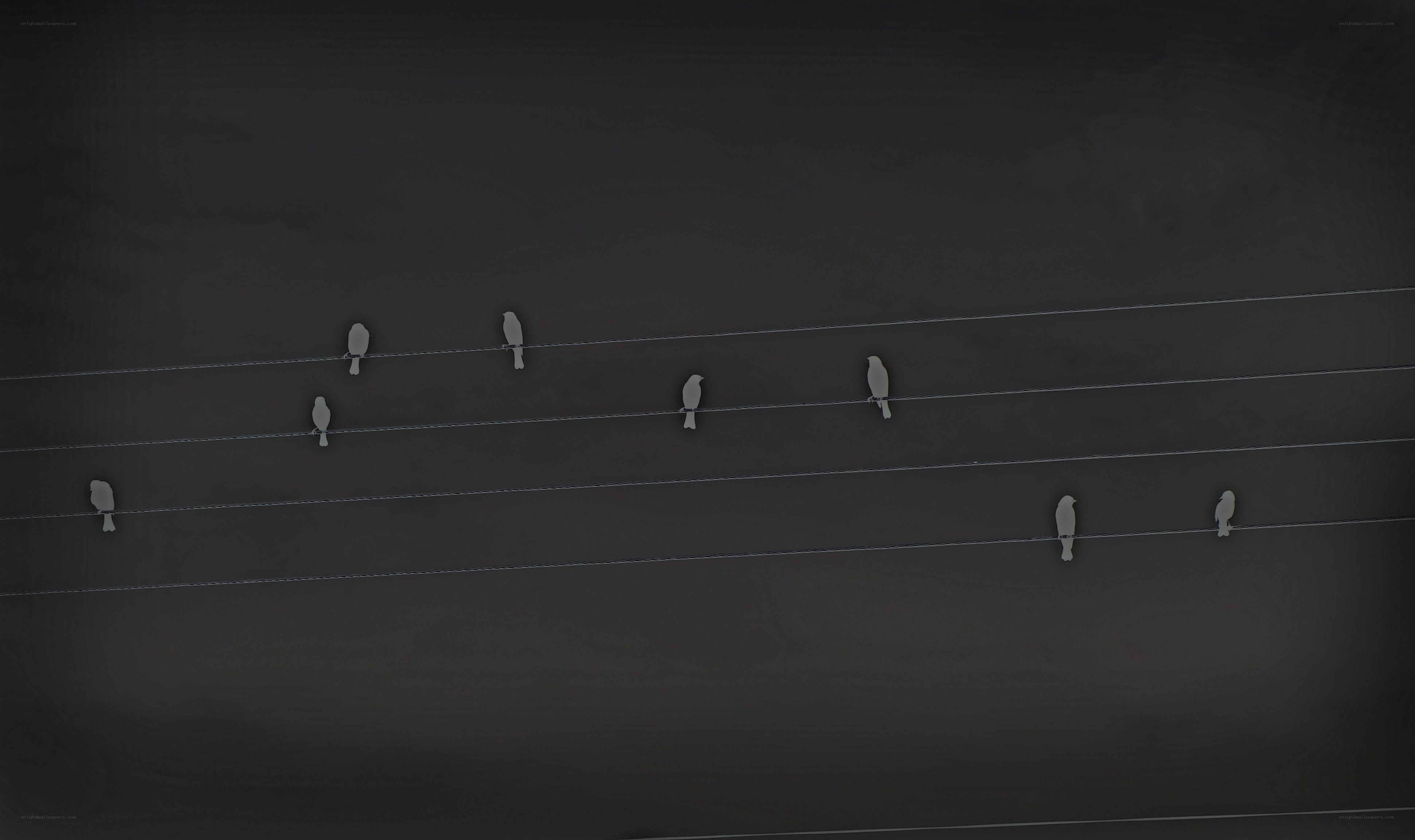 Birds on power lines