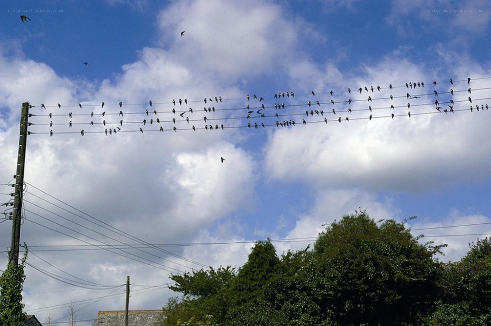 Birds on power lines