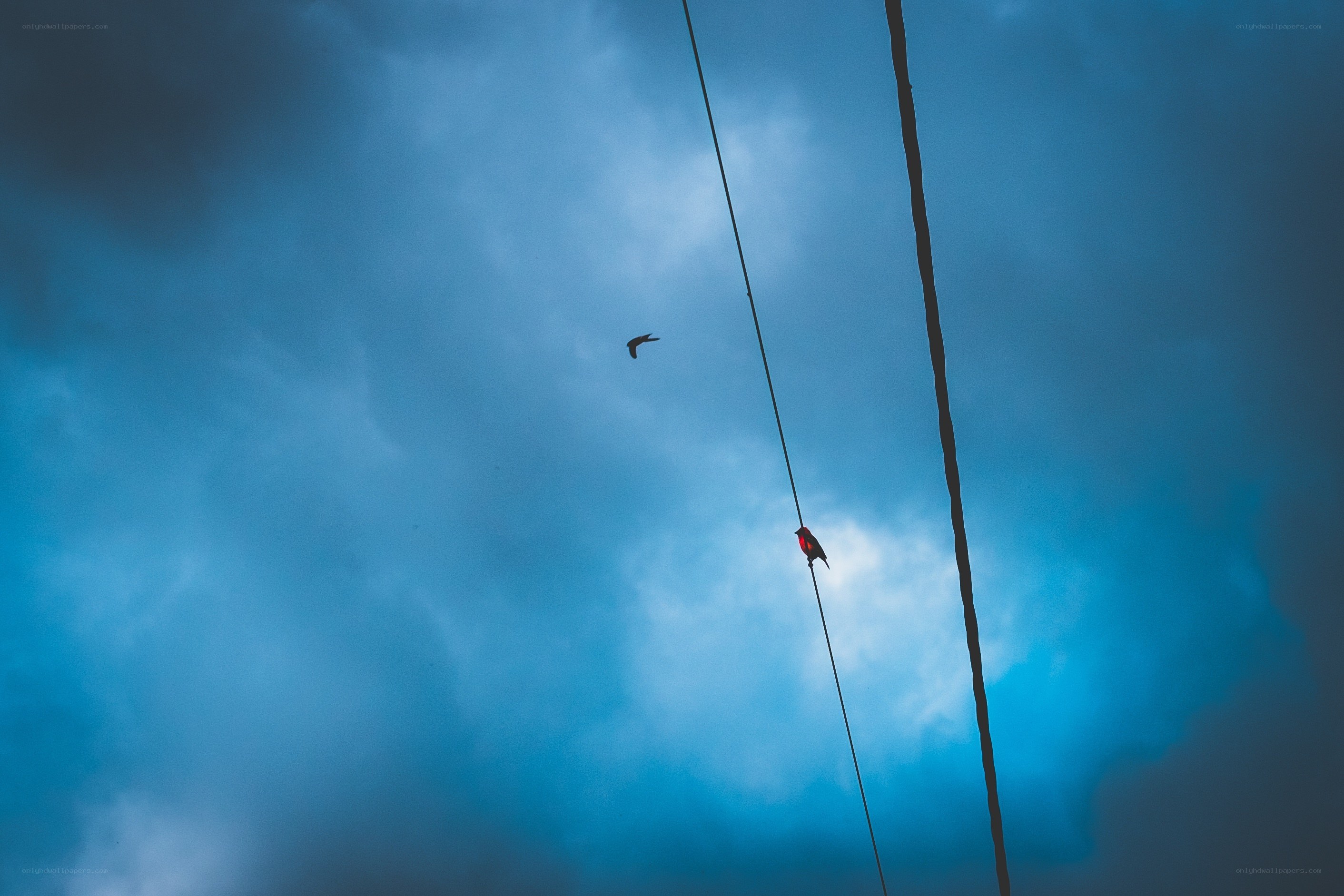 Birds on power lines