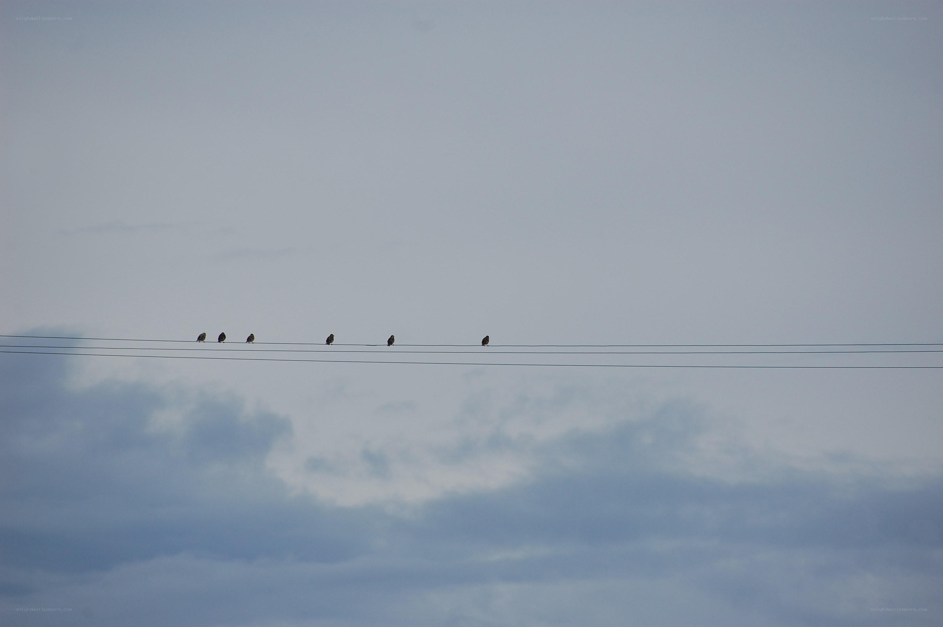 birds on power lines
