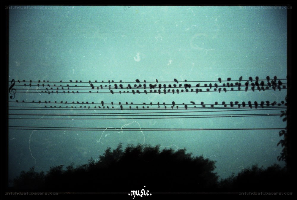 Birds on Power Lines