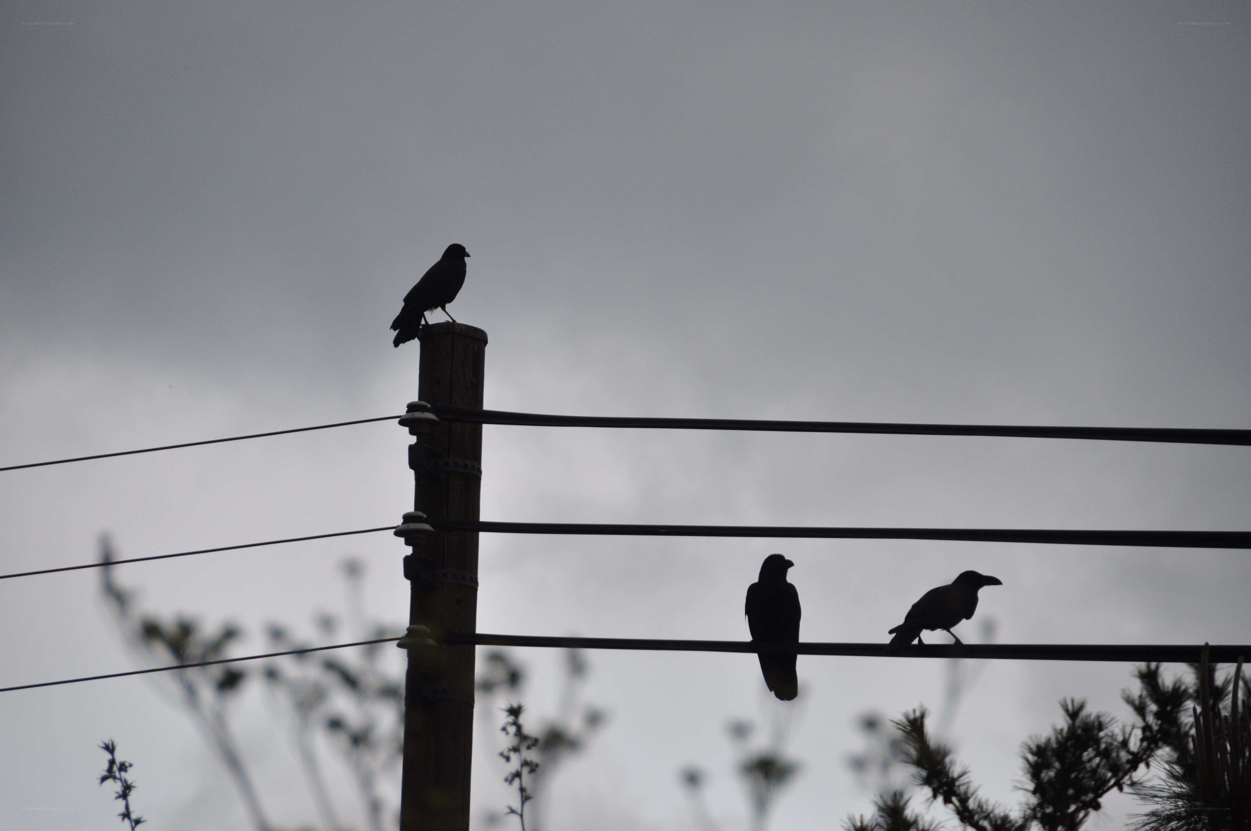 birds on power lines