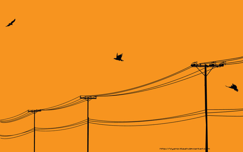 Birds on power lines