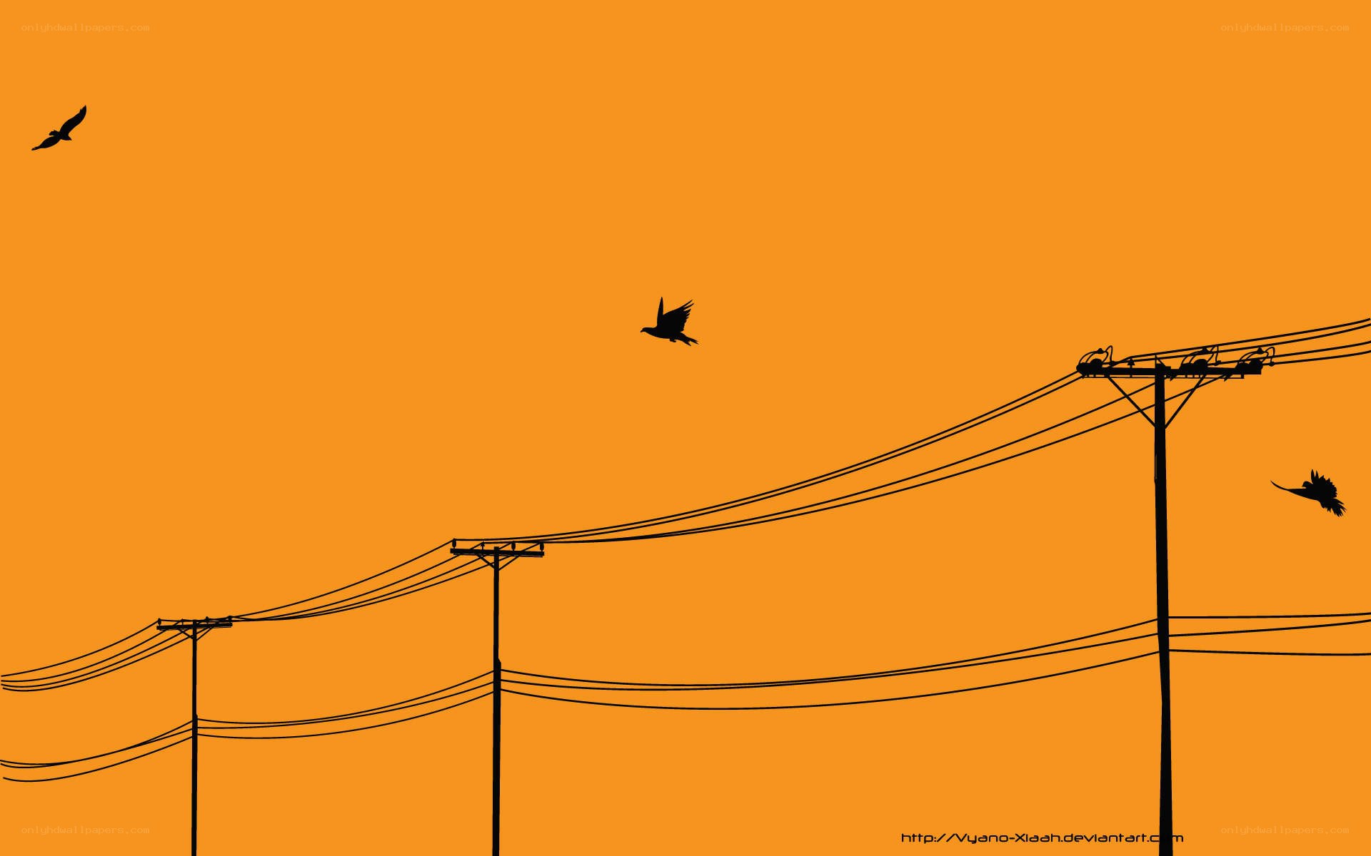 Birds on power lines