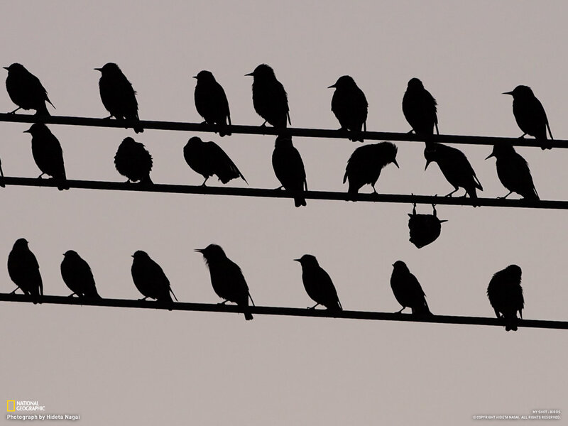 Birds on Power Lines