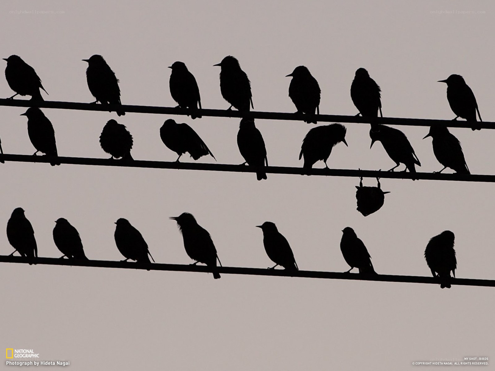 Birds on Power Lines