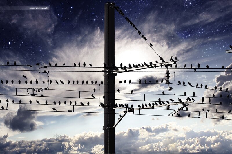 Birds on power lines at night