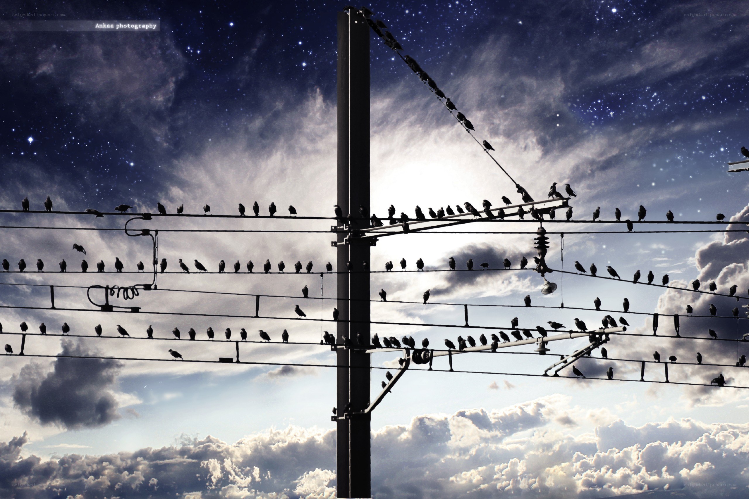 Birds on power lines at night