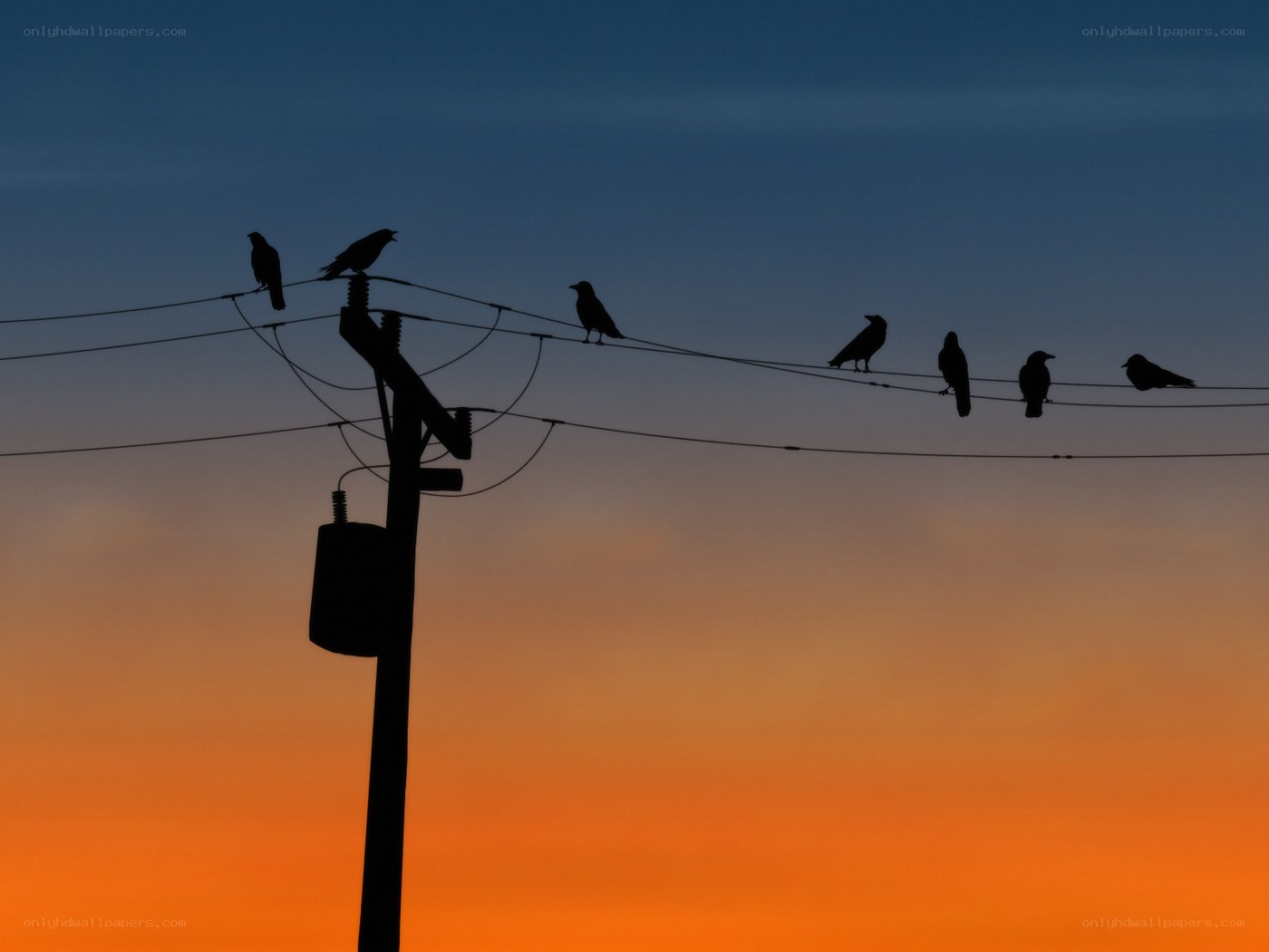Birds on power lines at sunset