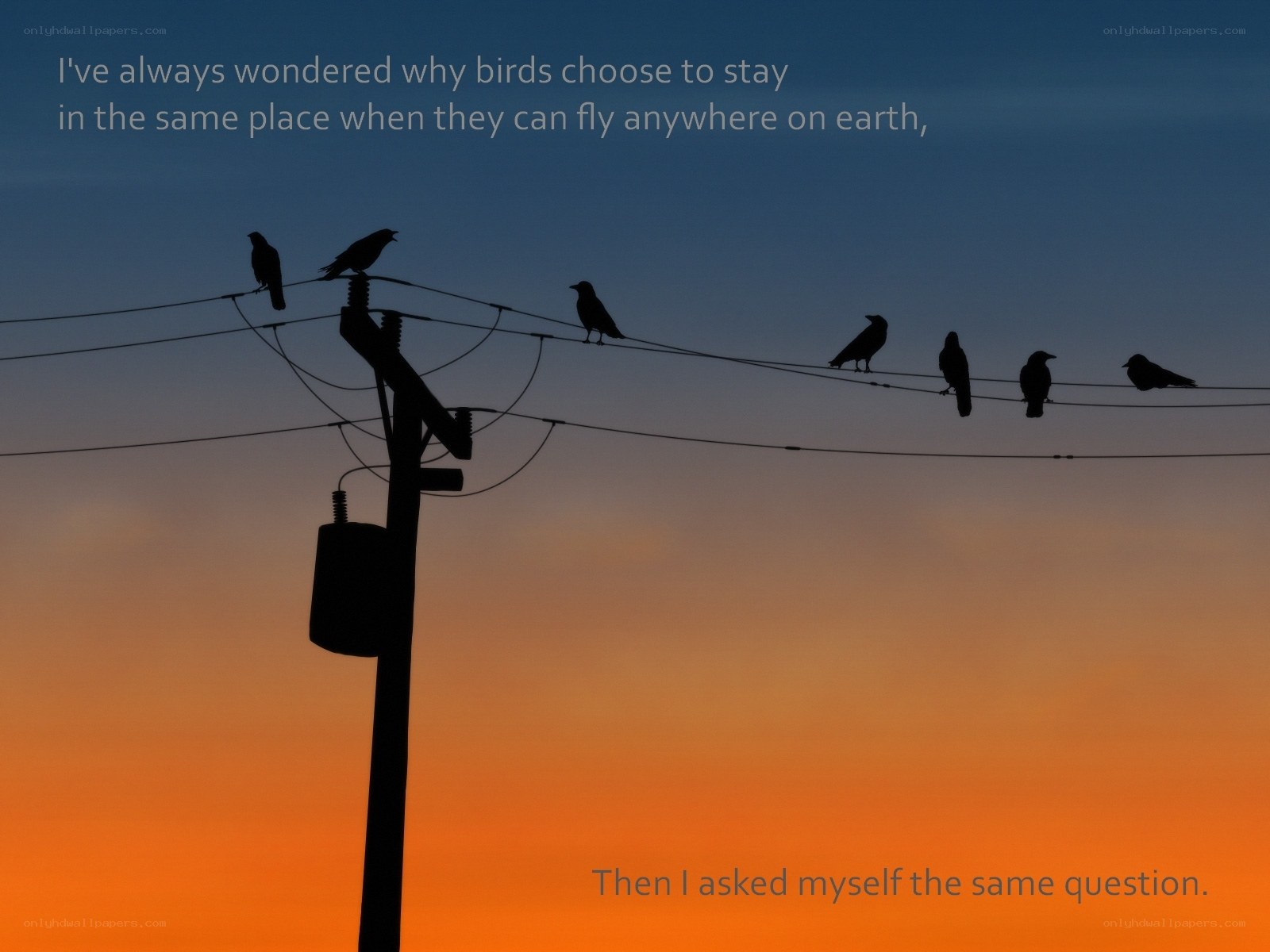 birds on power lines at sunset