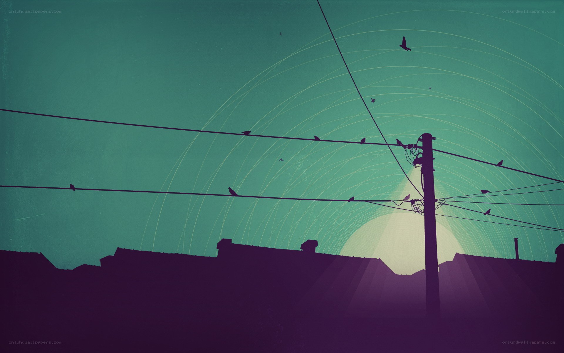 Birds on Power Lines at Sunset
