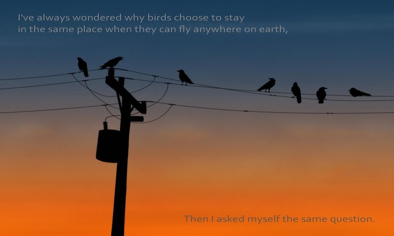 birds on power lines at sunset