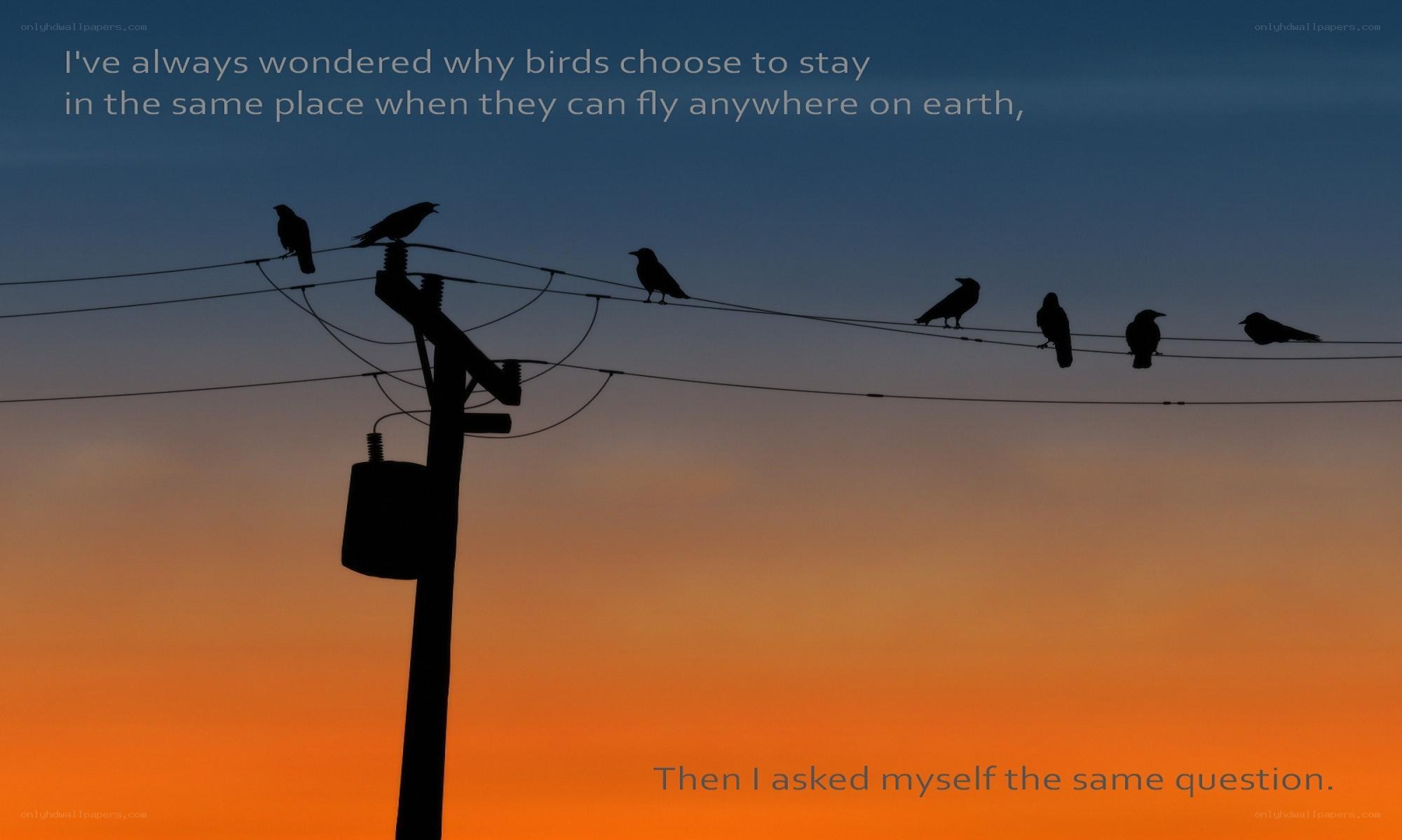 birds on power lines at sunset