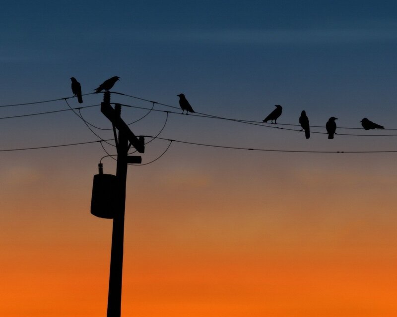 birds on power lines at sunset