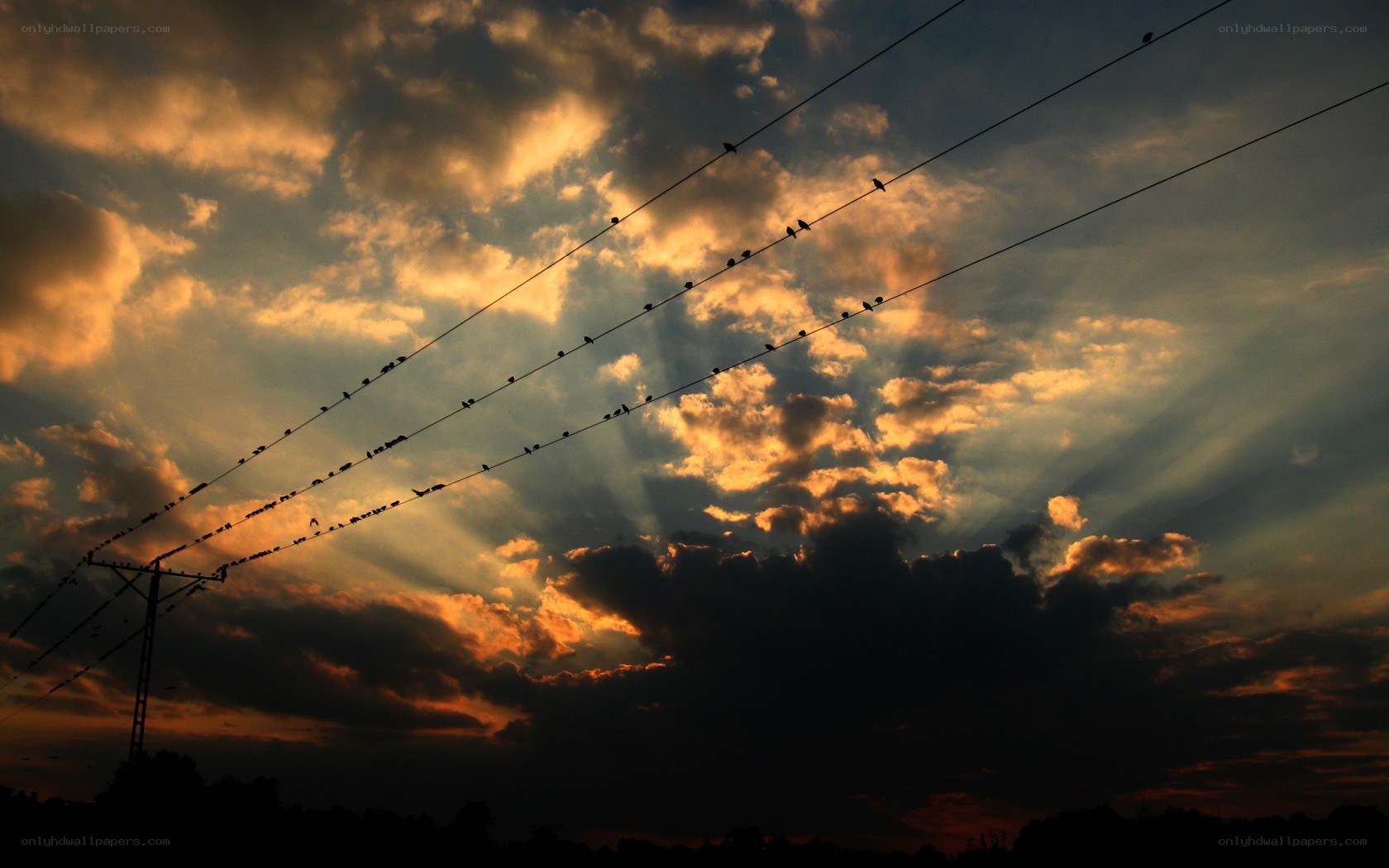 Birds on power lines at sunset