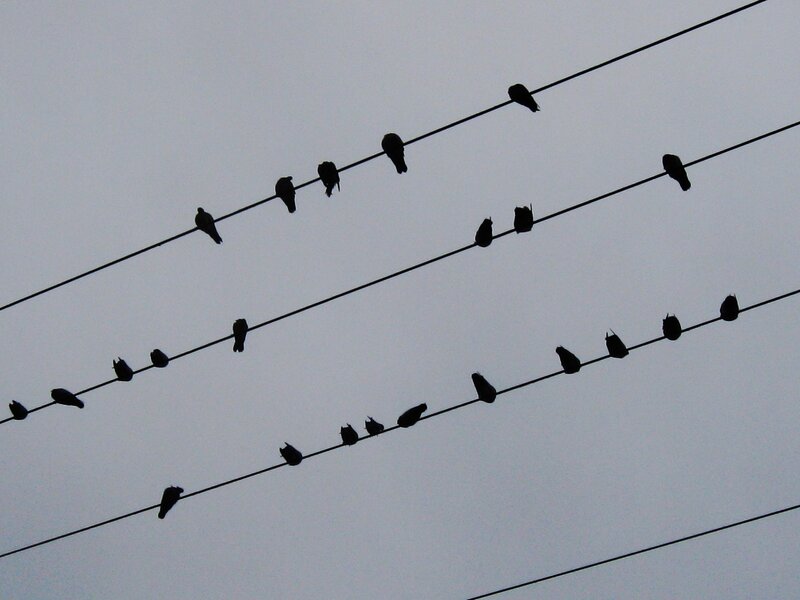 Birds on Power Lines — Black, Calm, Morning