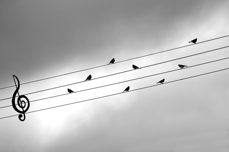 Birds on Power Lines — Black, Dramatic