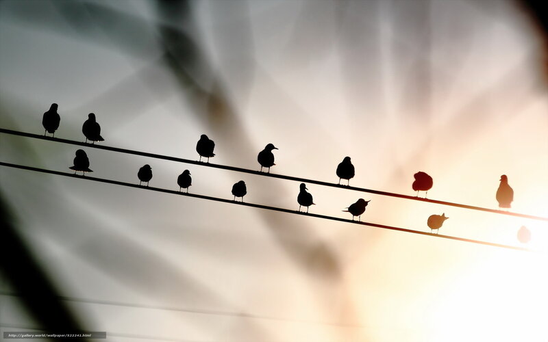 Birds on Power Lines — Black, Serene