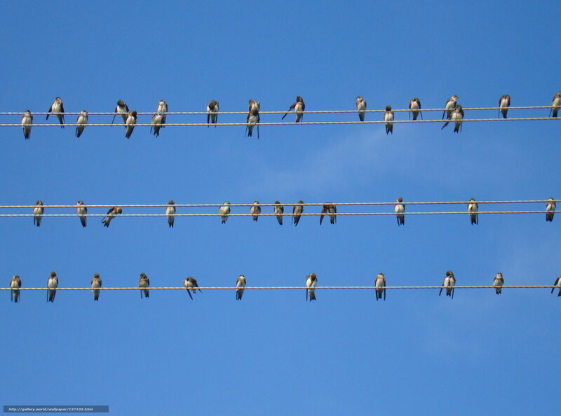 Birds on Power Lines — Blue, Calm, Afternoon