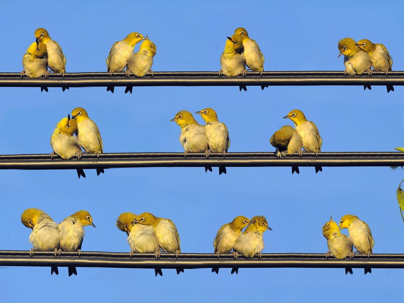 Birds on Power Lines — Blue, Calm, Morning