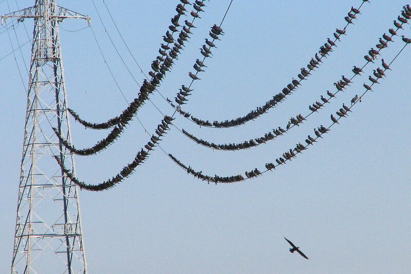 Birds on Power Lines — Blue, Calm