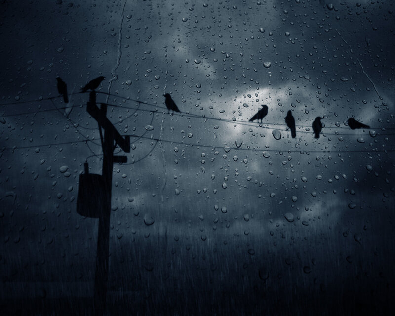 Birds on Power Lines — Blue, Dreary, Night, Photograph, Power Line
