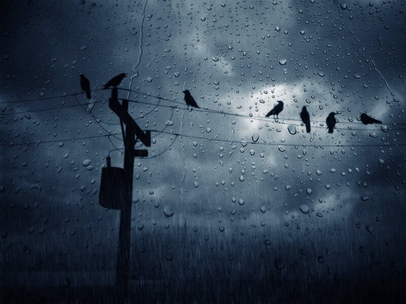 Birds on Power Lines — Blue, Dreary, Night, Photograph, Raindrops