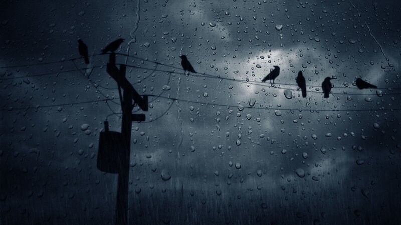 Birds on Power Lines — Blue, Dreary, Night